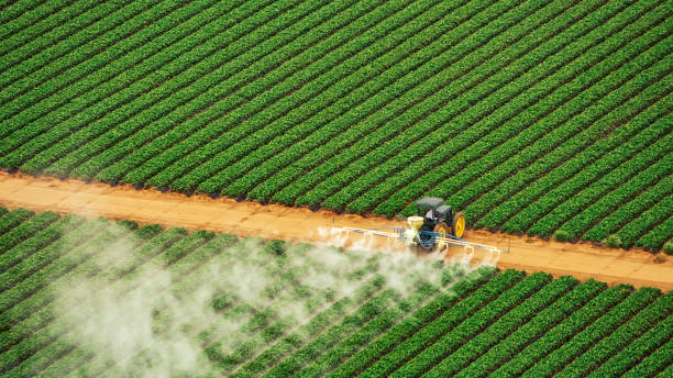 Best Pest Prevention Services  in Elton, LA