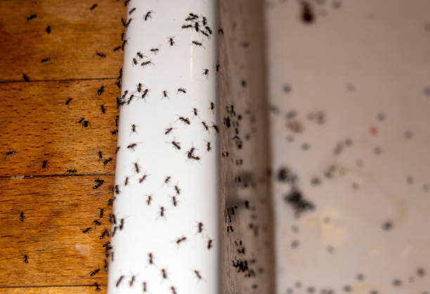 Spider Control Near Me in Elton, LA