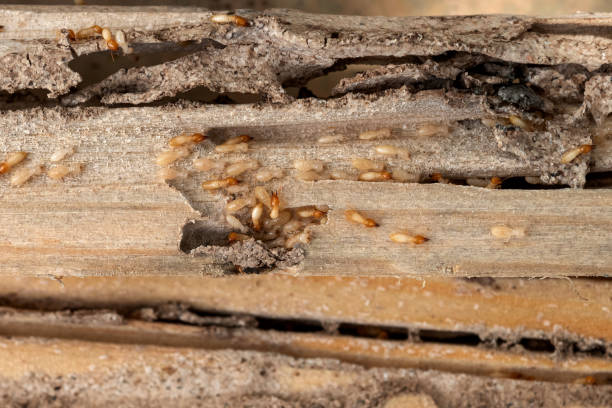 Best Termite Control Services  in Elton, LA