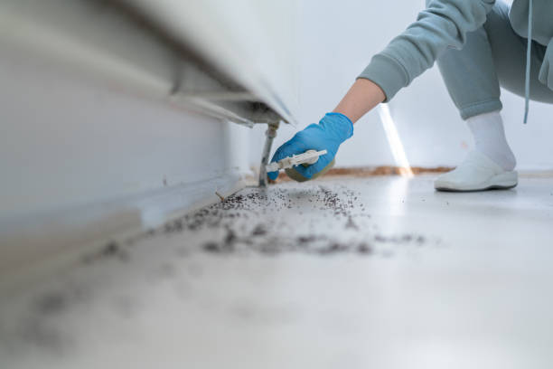 Professional Pest Control in Elton, LA